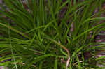 Ravine sedge